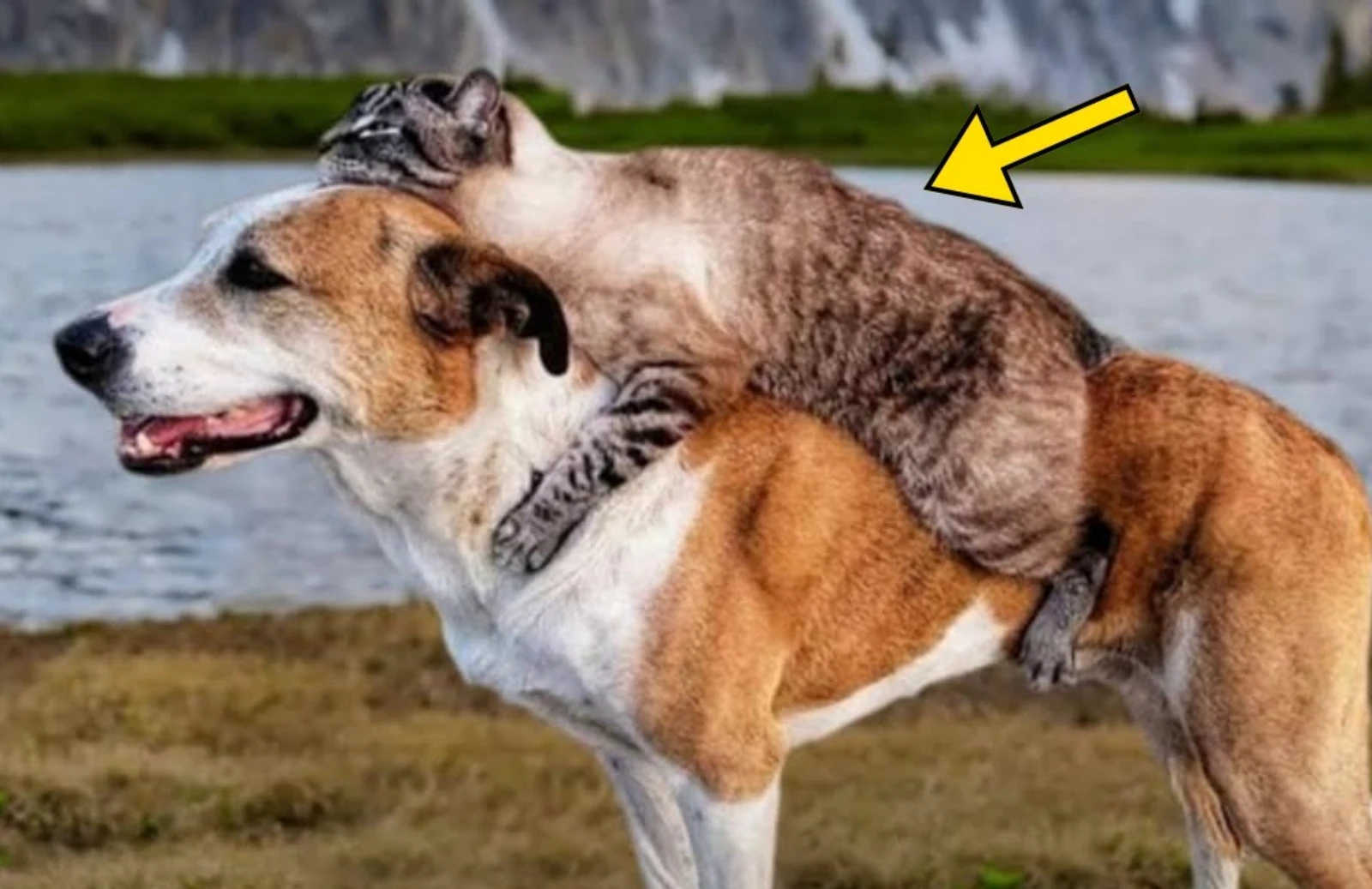 Dog Carries Injured Cat To The Vet. Vet Turns Pale Upon Realizing Who The Cat Belongs To